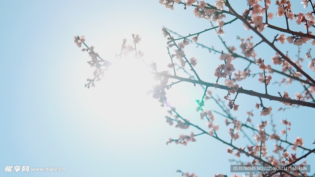 春日枝頭繁花映藍天