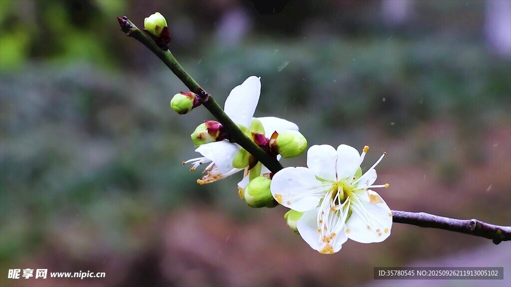 枝頭綻放的素雅白梅花