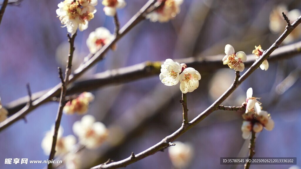 枝頭綻放的素雅白色花朵