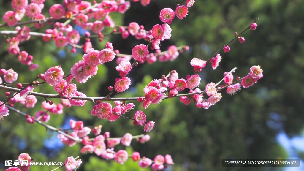 粉紅花朵綻放枝頭
