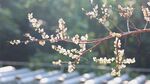 梅花高清視頻素材