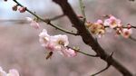 梅花高清視頻素材