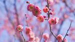 枝頭粉嫩梅花綻放