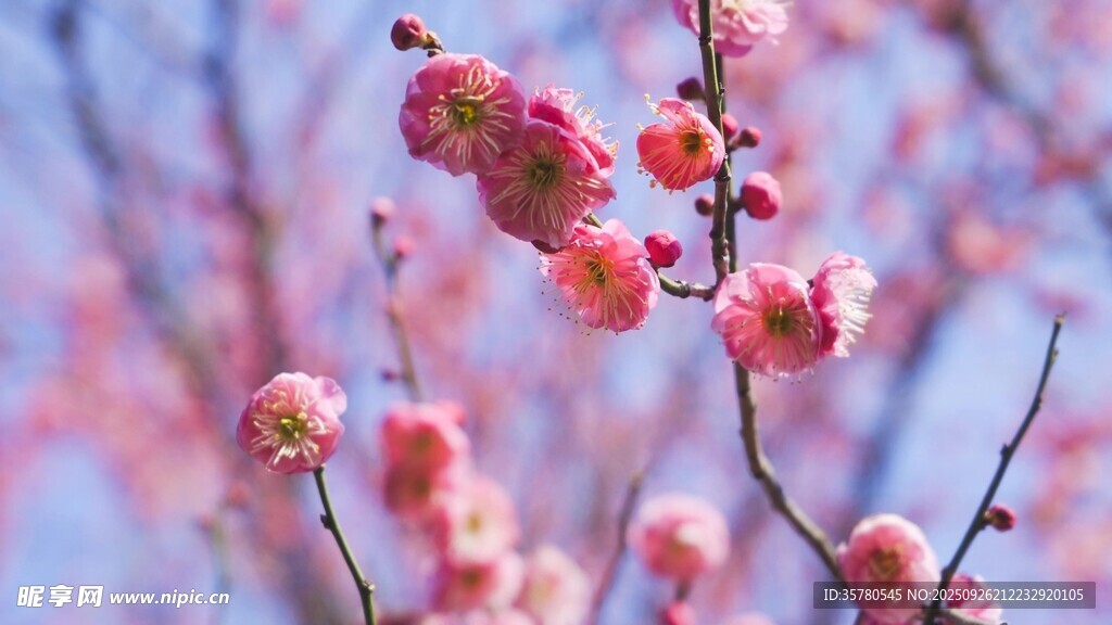 枝頭粉嫩梅花綻放