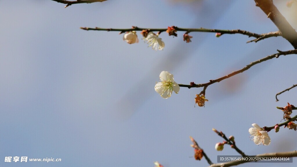 枝頭綻放的潔白花朵