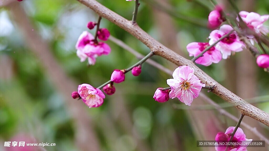 枝頭綻放的粉嫩梅花