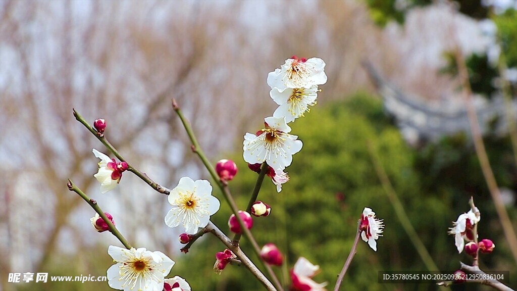 枝頭綻放的素雅白梅花