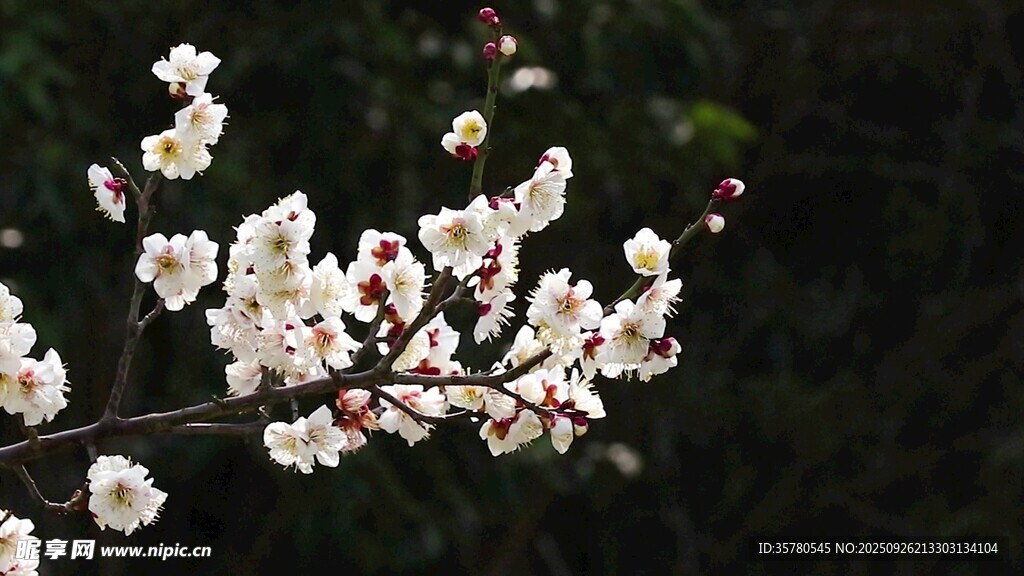 枝頭綻放的潔白花朵