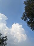 藍天白云下的樹梢風(fēng)景