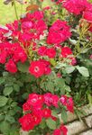 薔薇花