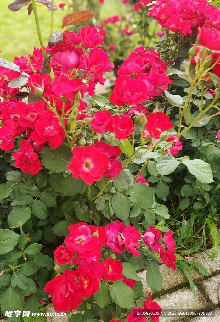 薔薇花