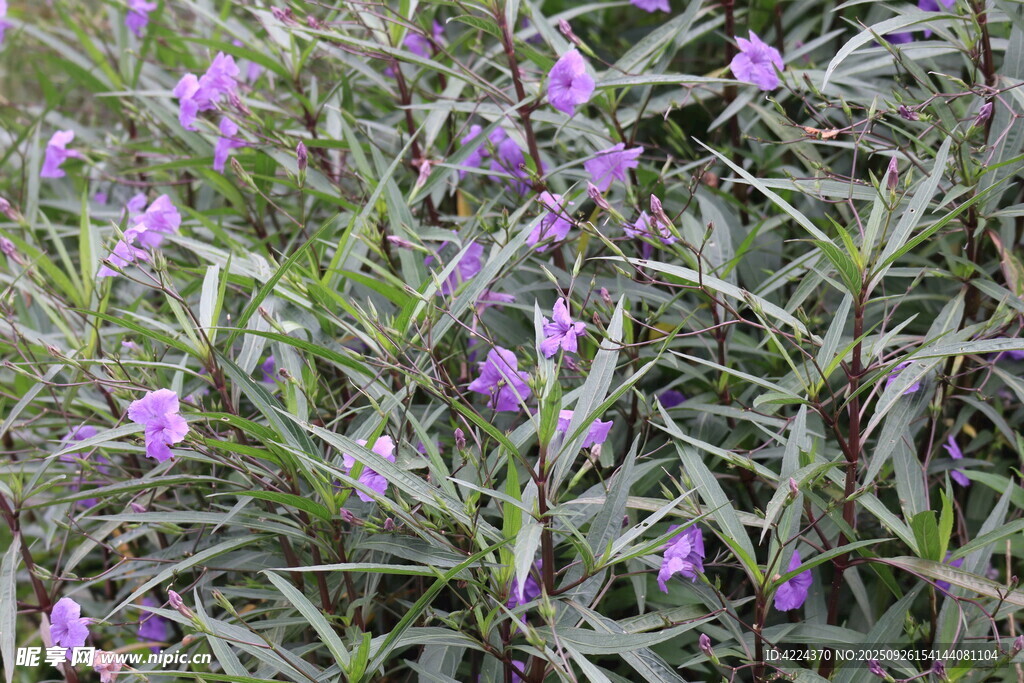 藍(lán)花草
