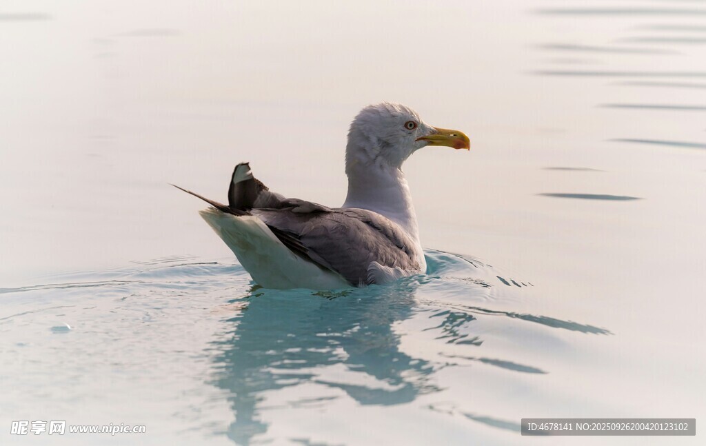 水中暢游的海鷗