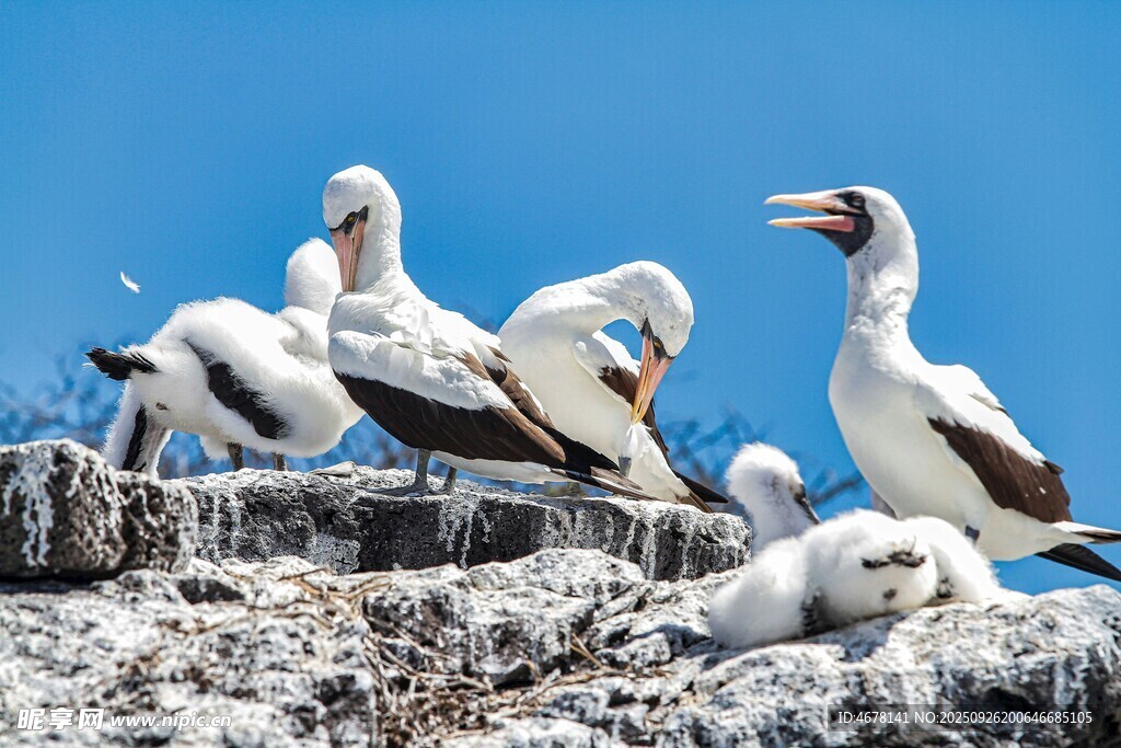 海鳥群棲于巖石之上