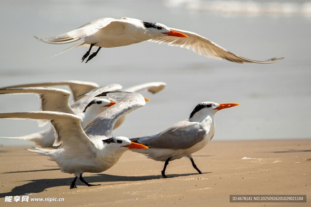 海灘上飛翔與站立的鷗鳥(niǎo)