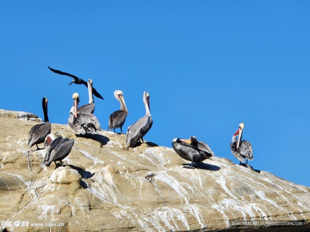 巖石上的群鳥