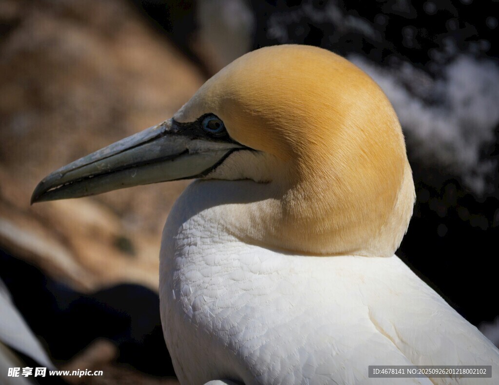 黃頭海鳥特寫