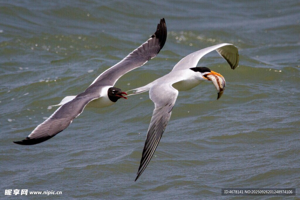 海鳥捕食瞬間