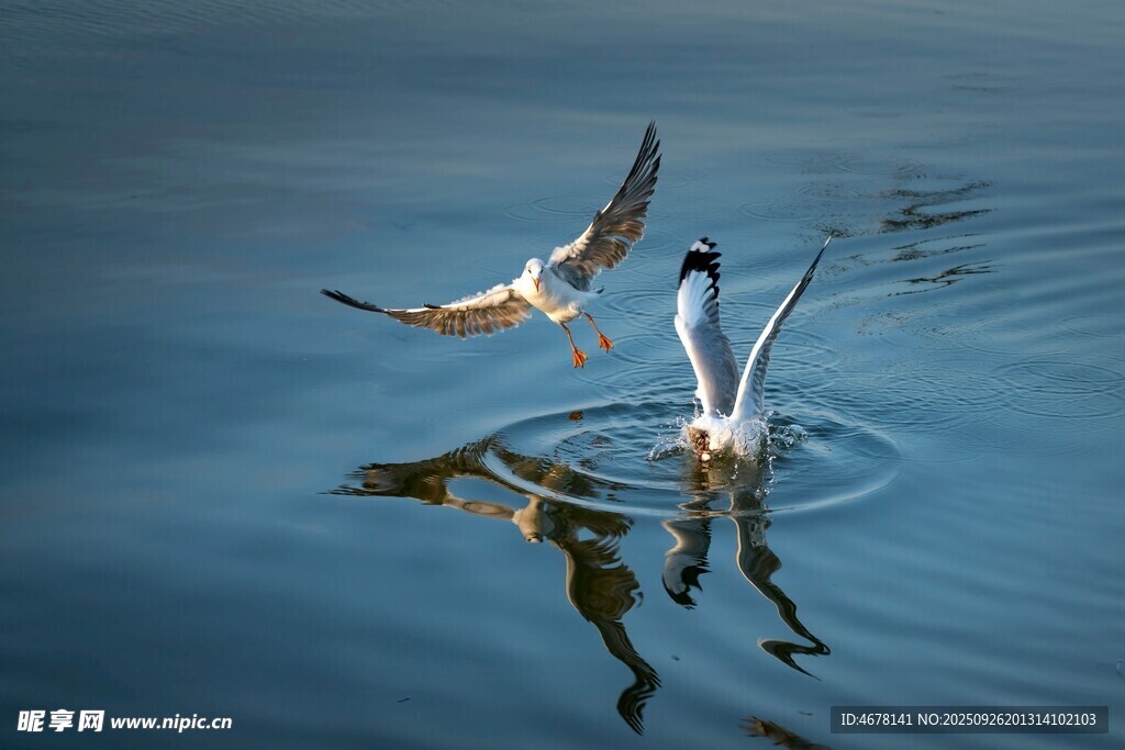 水面上飛翔與站立的鳥(niǎo)兒