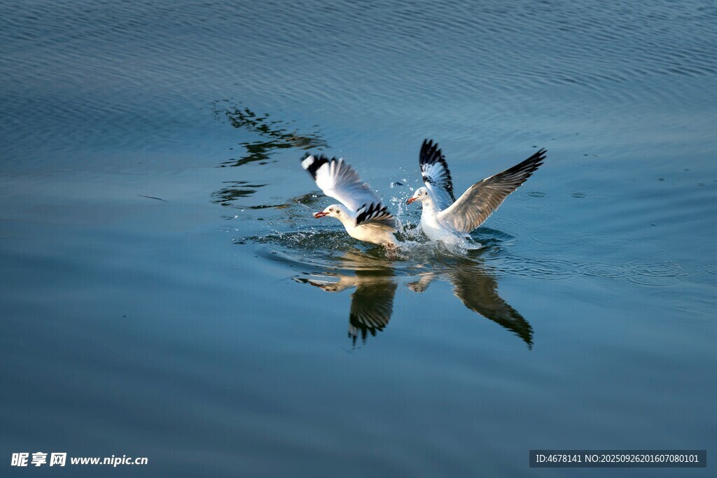 水面雙鳥爭食瞬間