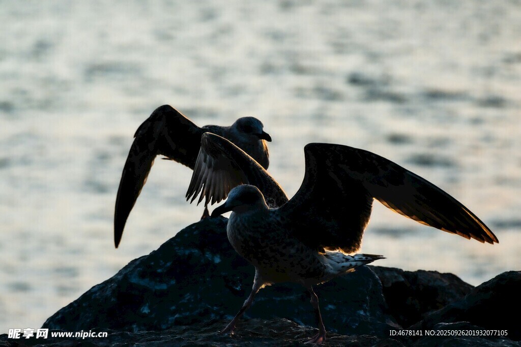 展翅海鳥立于礁石之上