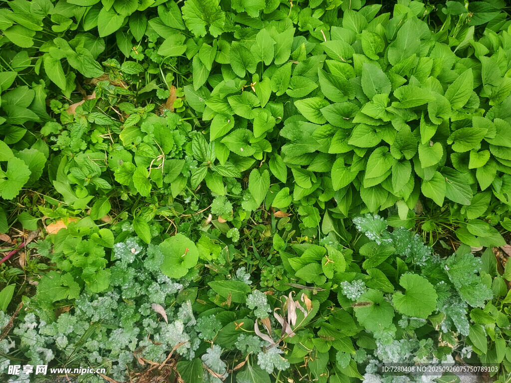 翠綠繁茂的植物墻
