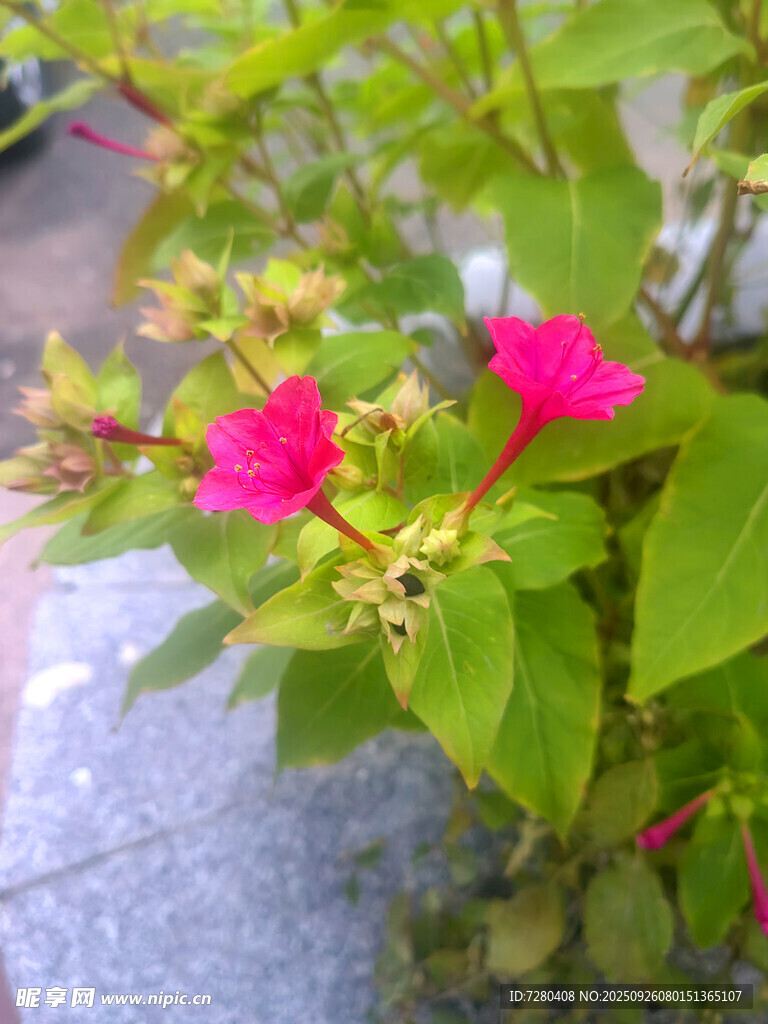 嬌艷粉色花朵與綠葉相伴