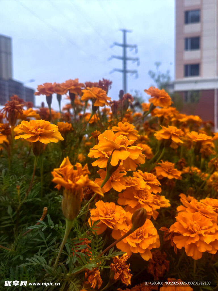 城市中綻放的橙色花卉