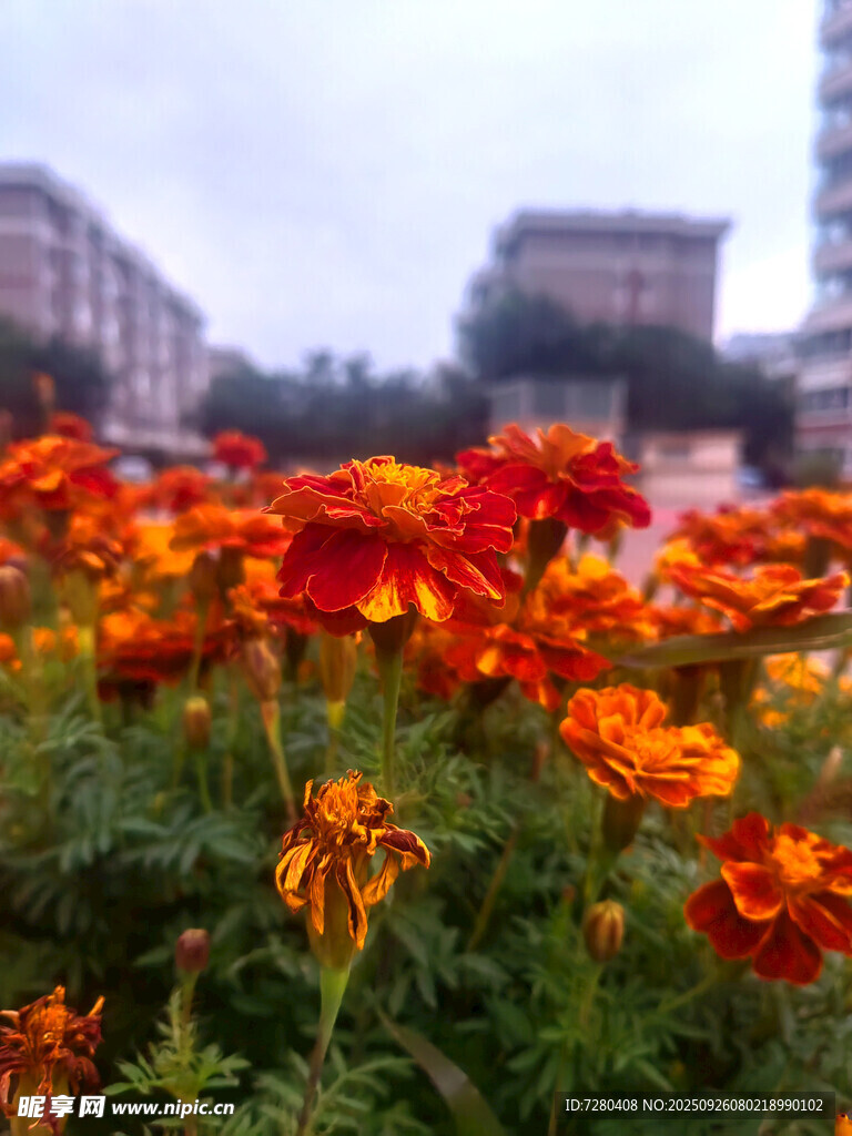 絢爛花叢裝點(diǎn)城市風(fēng)景
