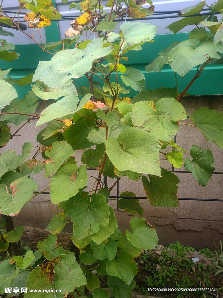 綠葉間的黃果植物景觀
