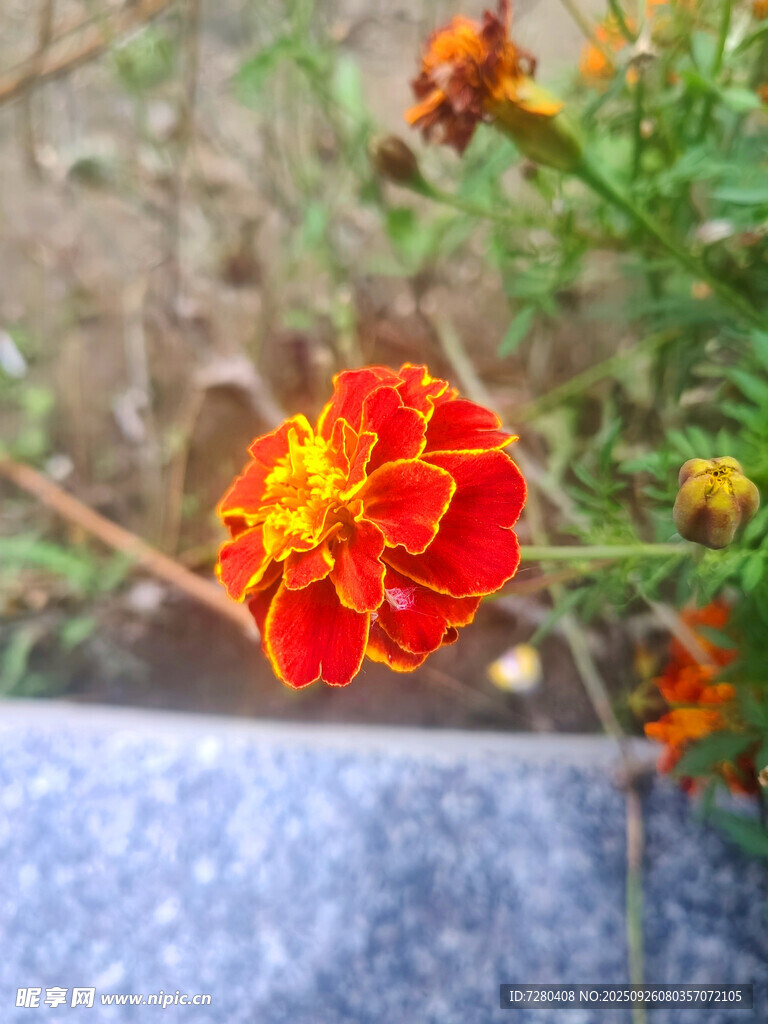 鮮艷萬壽菊綻放于石旁