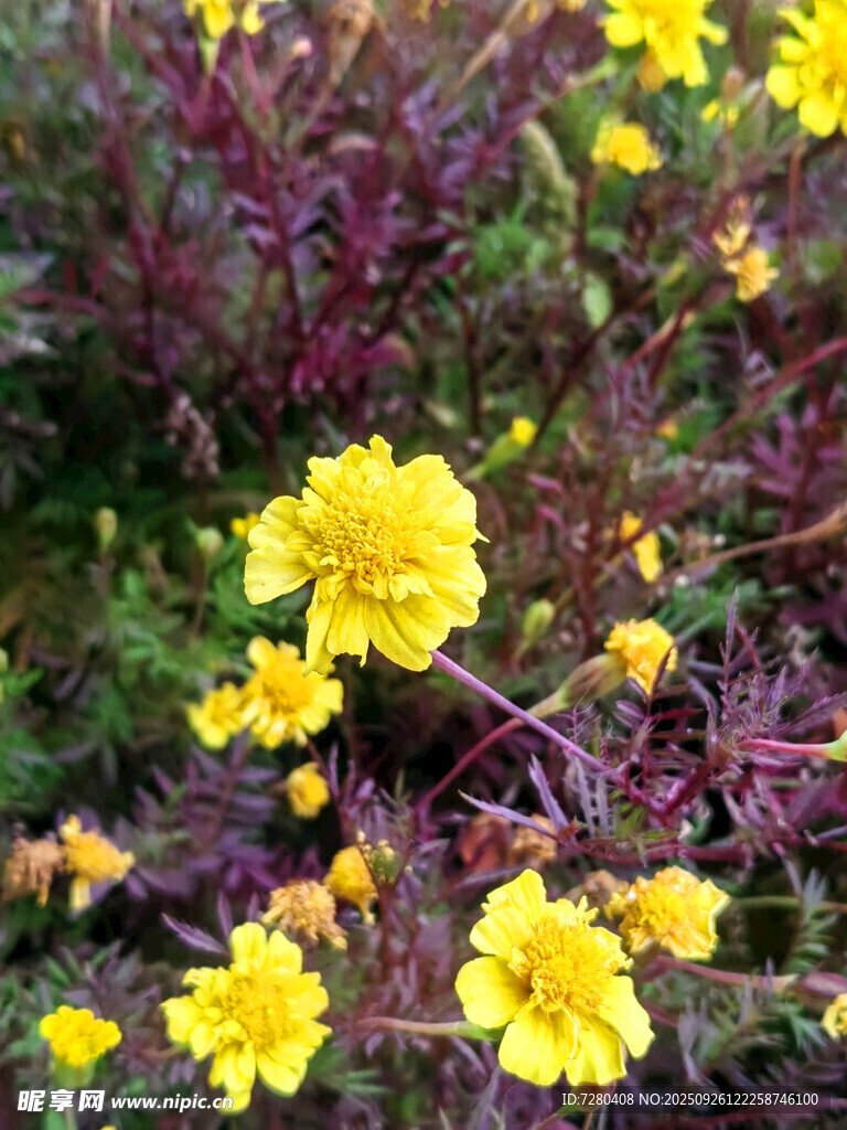 黃色小花與紫色植物相伴