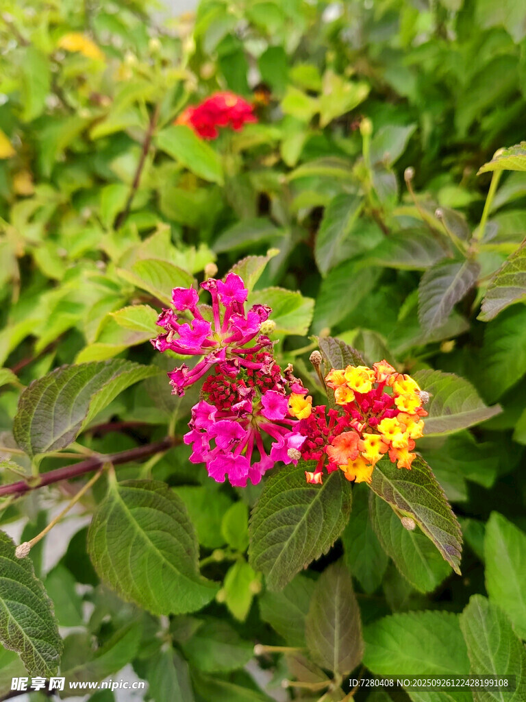 多彩花卉綻放綠葉間