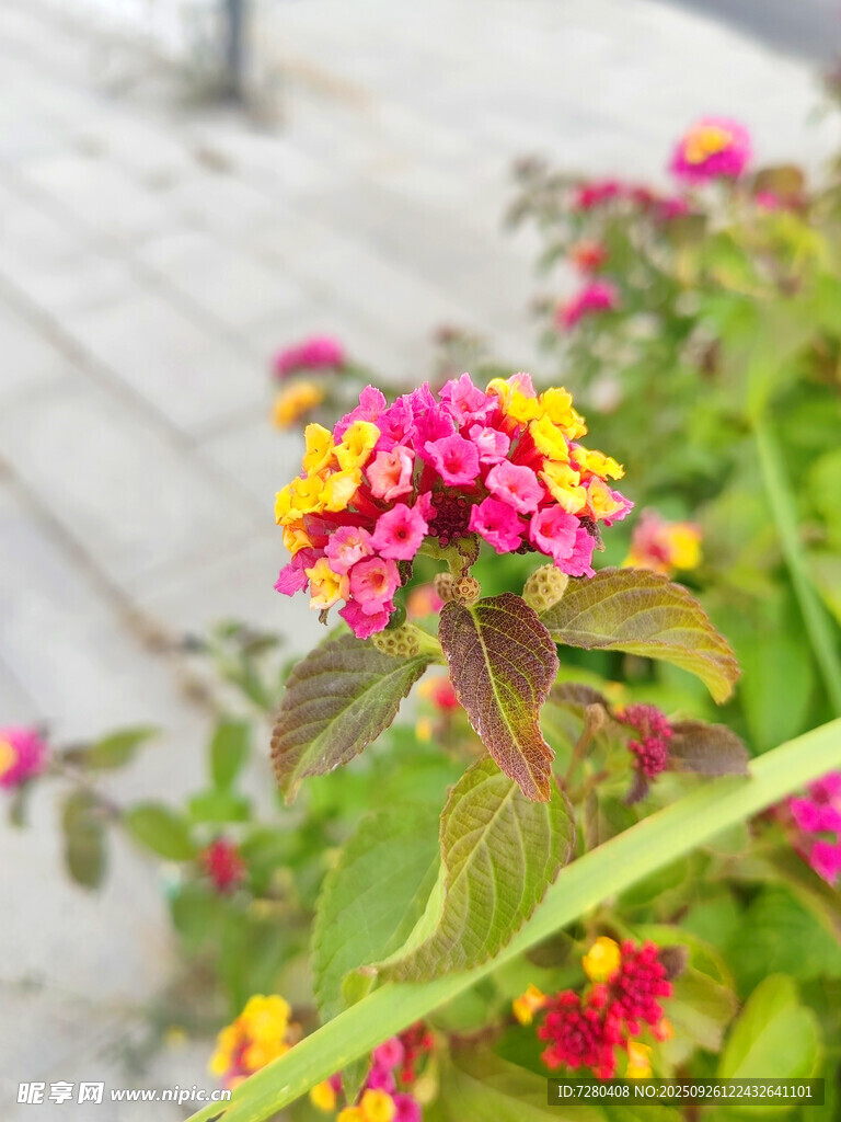 多彩馬纓丹綻放于路旁