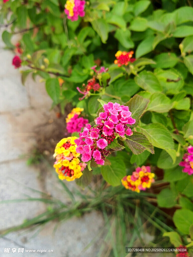 多彩馬纓丹綻放于綠葉間