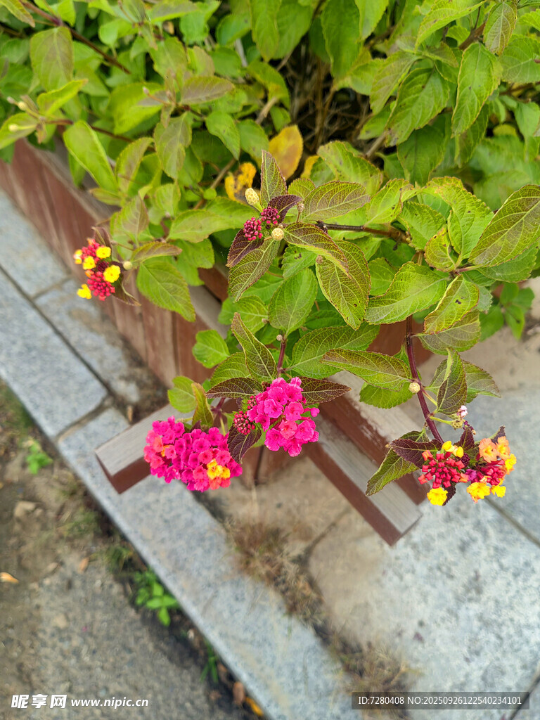 石縫間綻放的多彩小花