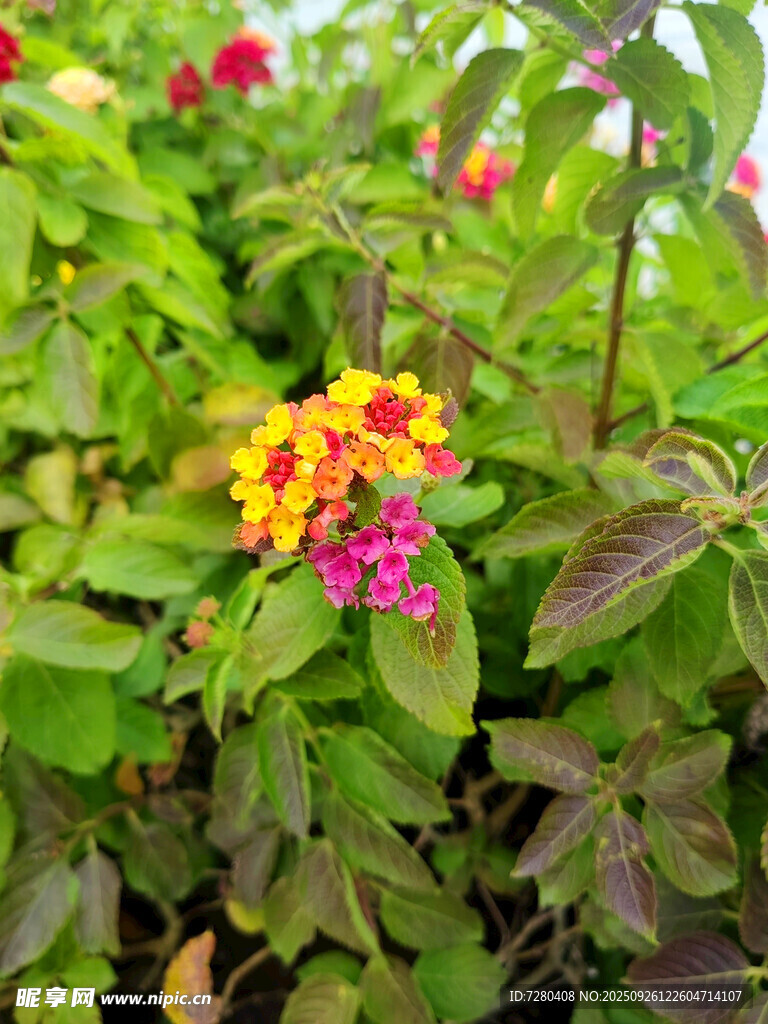多彩花卉綻放綠意間