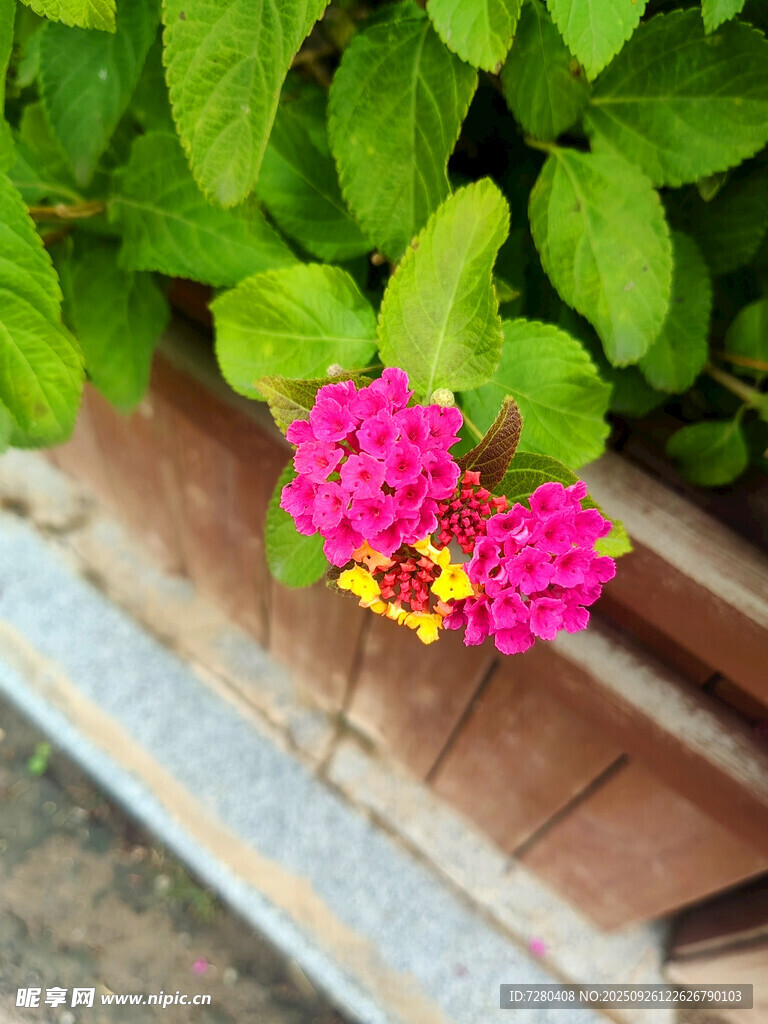 木槽中綻放的嬌艷小花