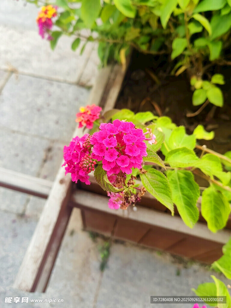 木架上綻放的嬌艷粉花