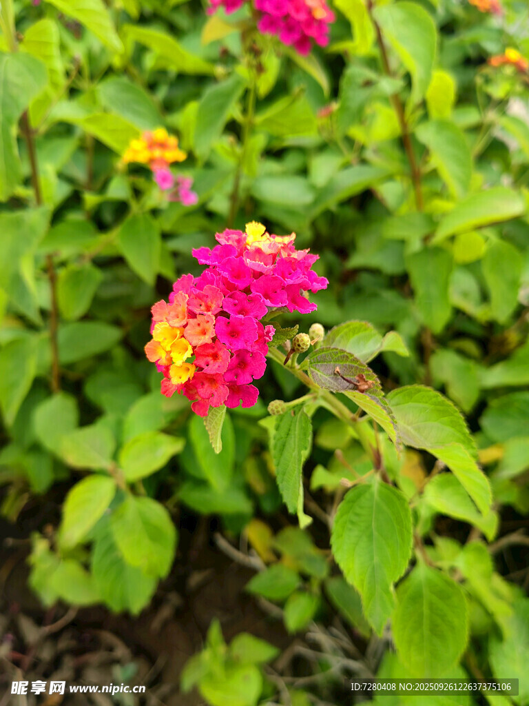 鮮艷多彩的花卉綻放