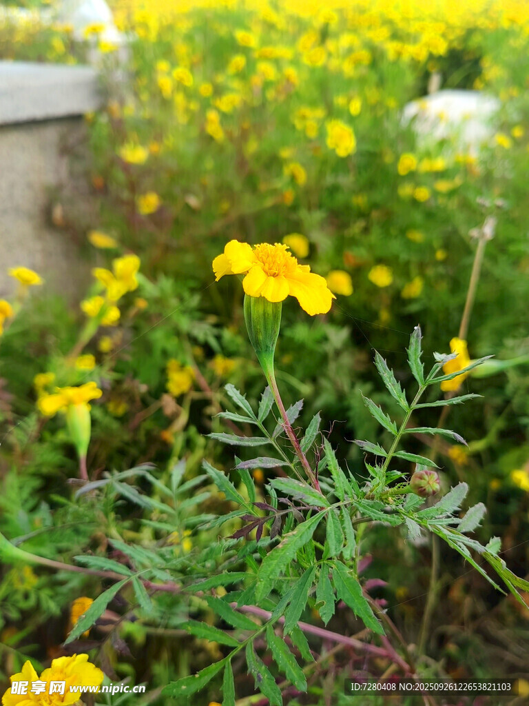 花園中的明艷黃色小花