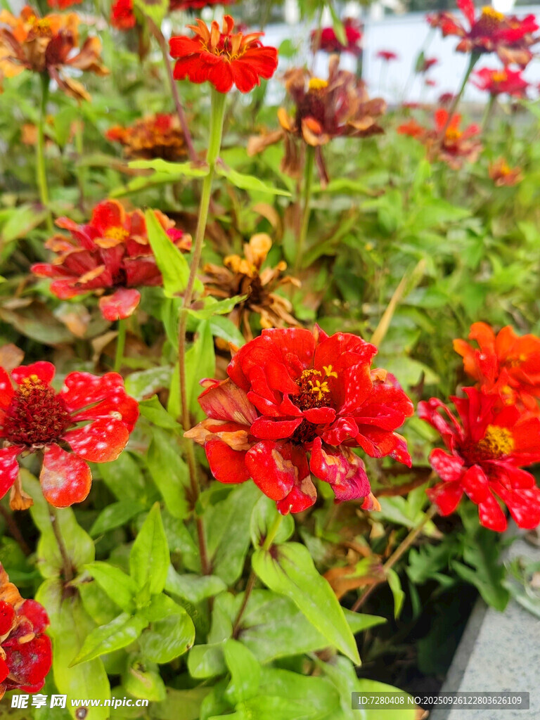 鮮艷紅花綻放綠葉間
