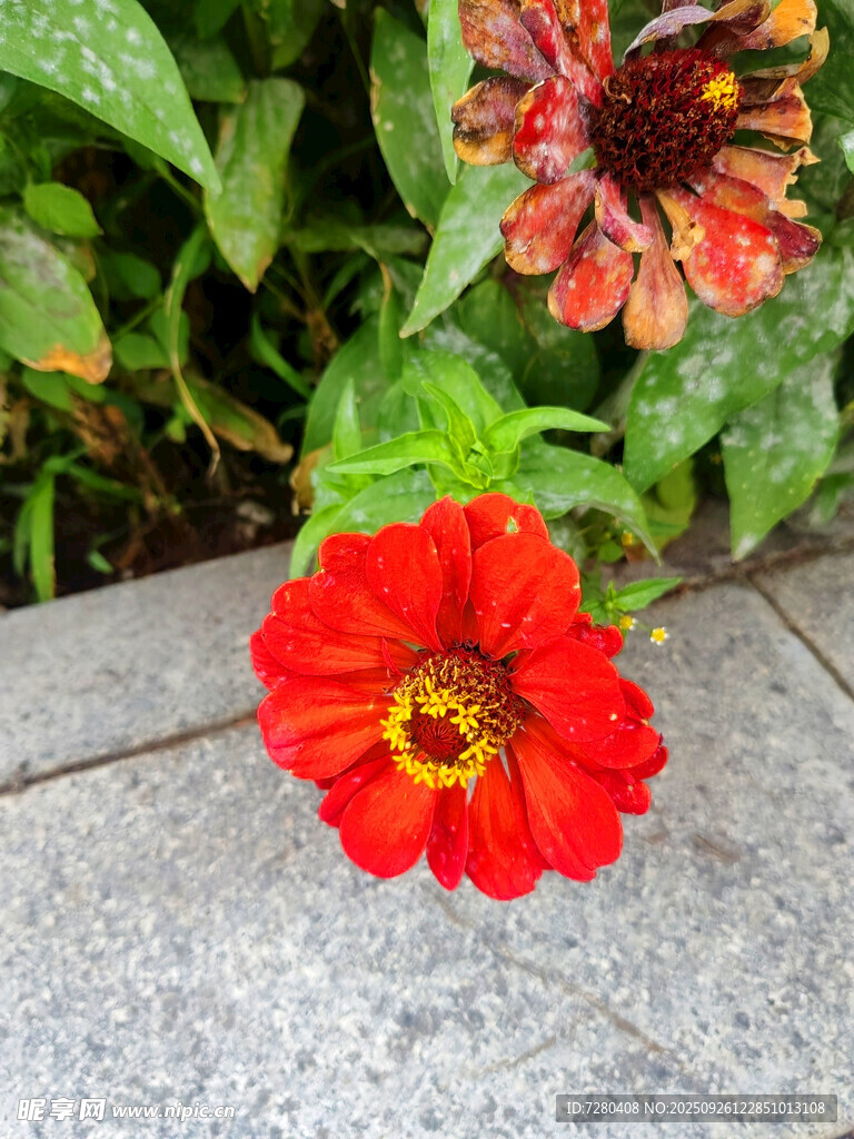 石邊綻放的鮮艷紅色花朵