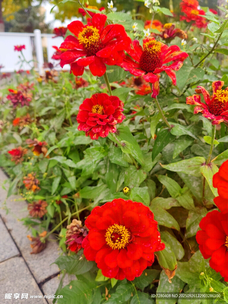 鮮艷綻放的紅色花朵