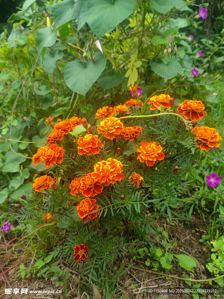 橙色萬(wàn)壽菊綻放于綠植間