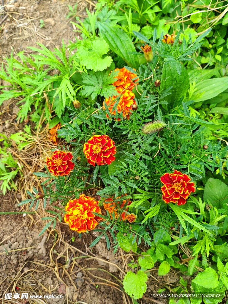 鮮艷萬壽菊綻放于綠地