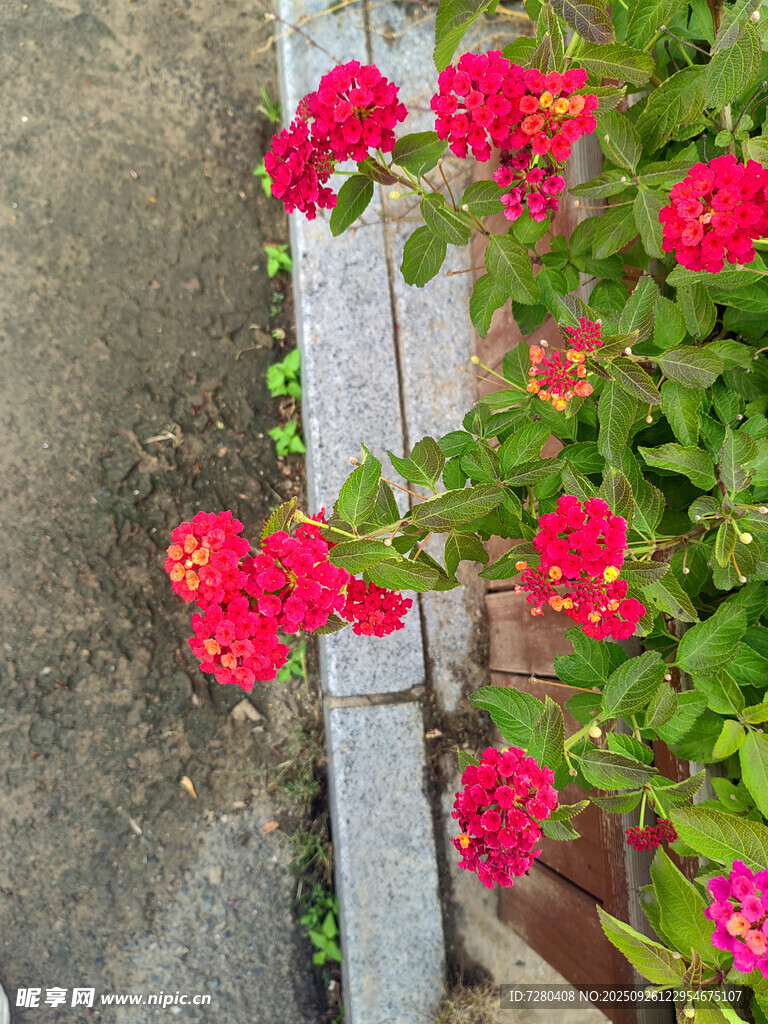 墻邊綻放的鮮艷紅薔薇