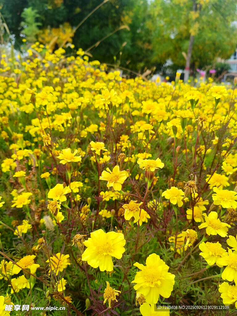 金黃花海綻放的燦爛生機(jī)