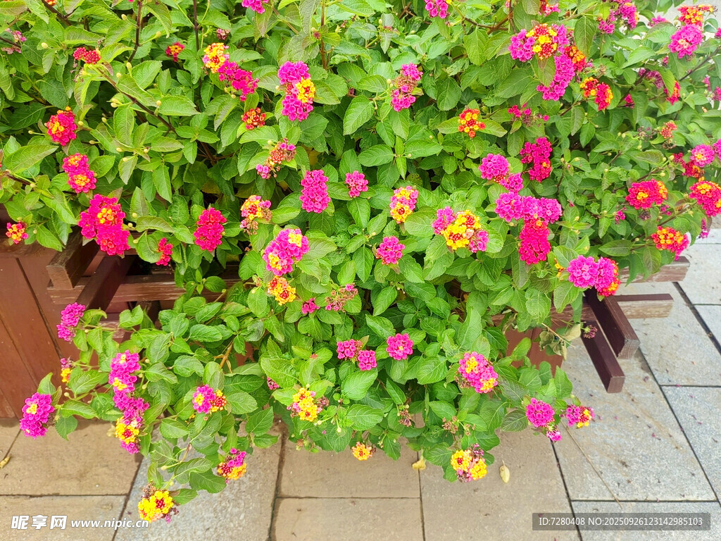 多彩花卉裝點(diǎn)戶外空間