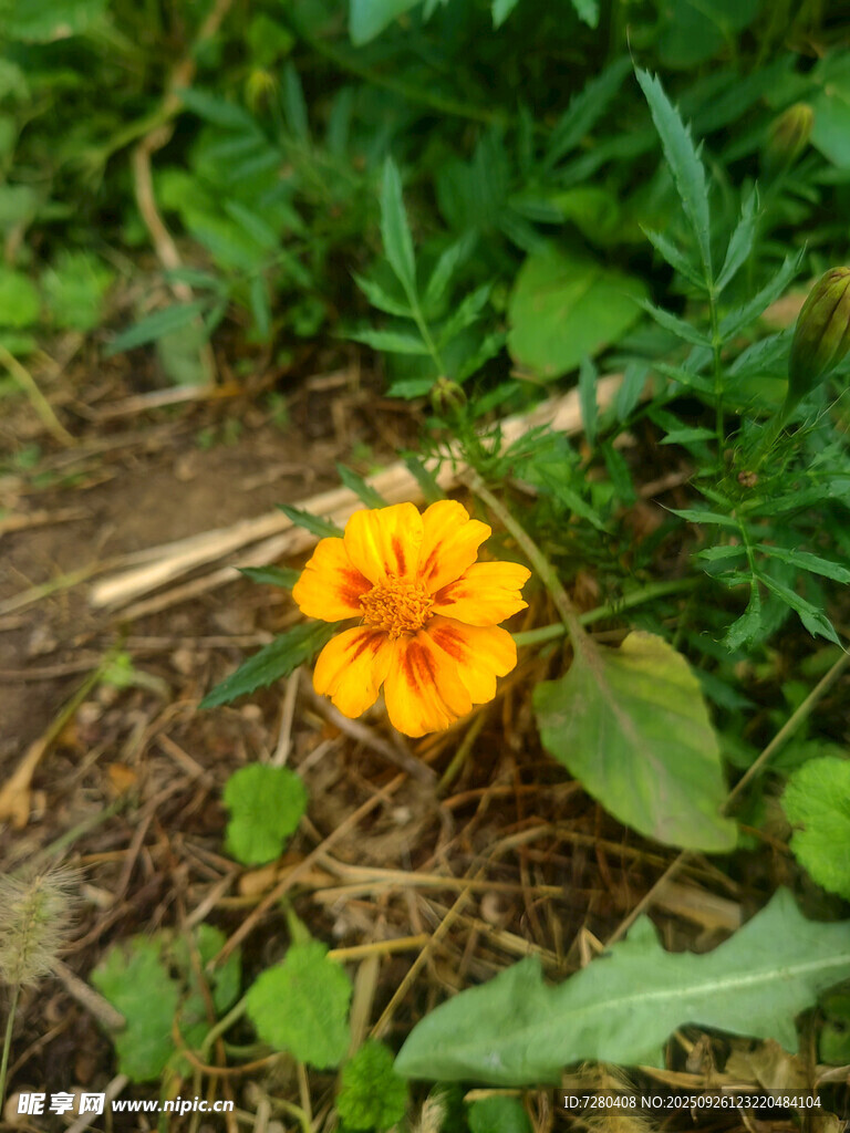 草叢中的艷麗黃色小花